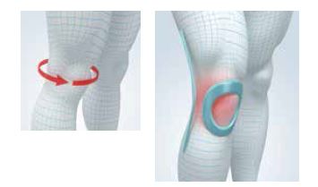GENOUILLERE ROTULE ET LIGAMENTS – Image 2